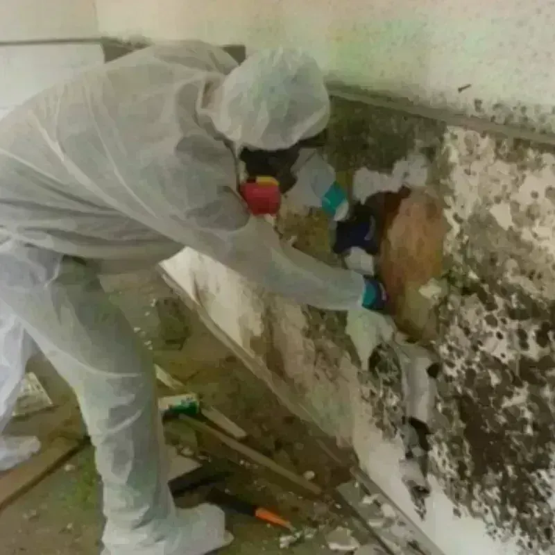 Mold Remediation and Removal in Four Oaks, NC